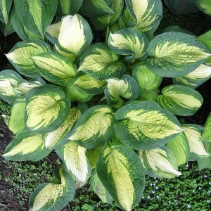 Funkia (Hosta plantaginea) ´GREAT EXPECTATIONS´, kont. C2L